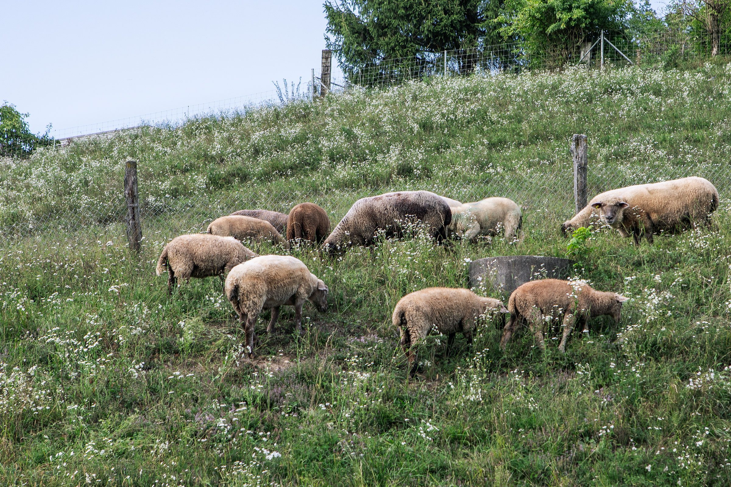 Schafherde grasend auf grüner Weide.