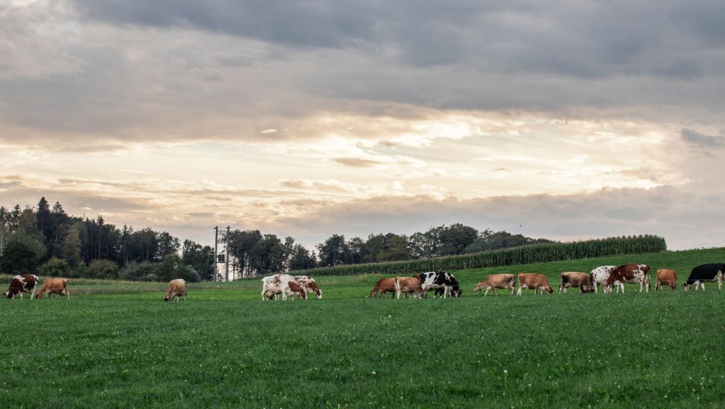 Kühe grasen friedlich auf einer grünen Wiese in der Region.