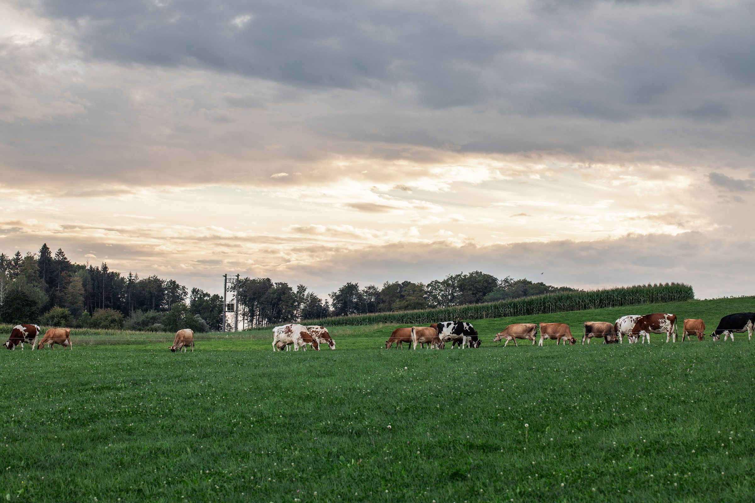 Kühe grasen friedlich auf einer grünen Wiese in der Region.