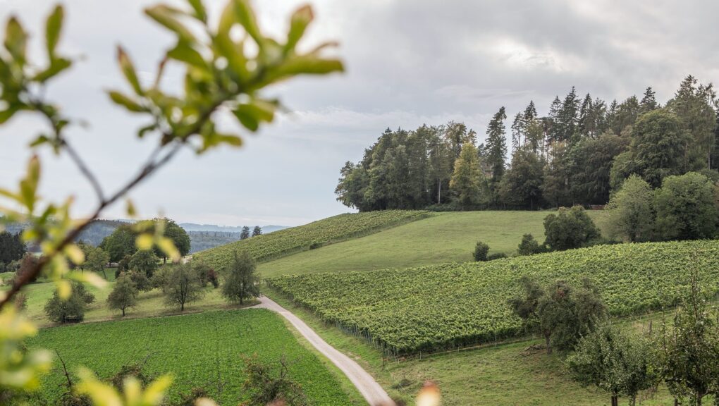 Blick auf eine Landschaft mit Strasse und Bäumen.