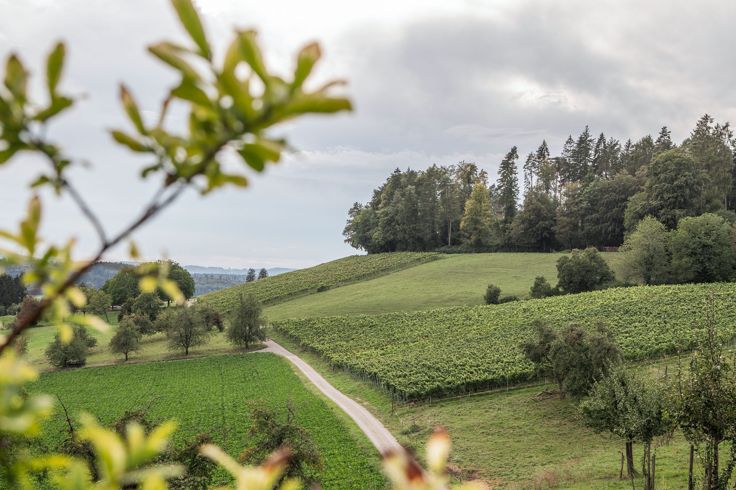 Blick auf eine Landschaft mit Strasse und Bäumen.