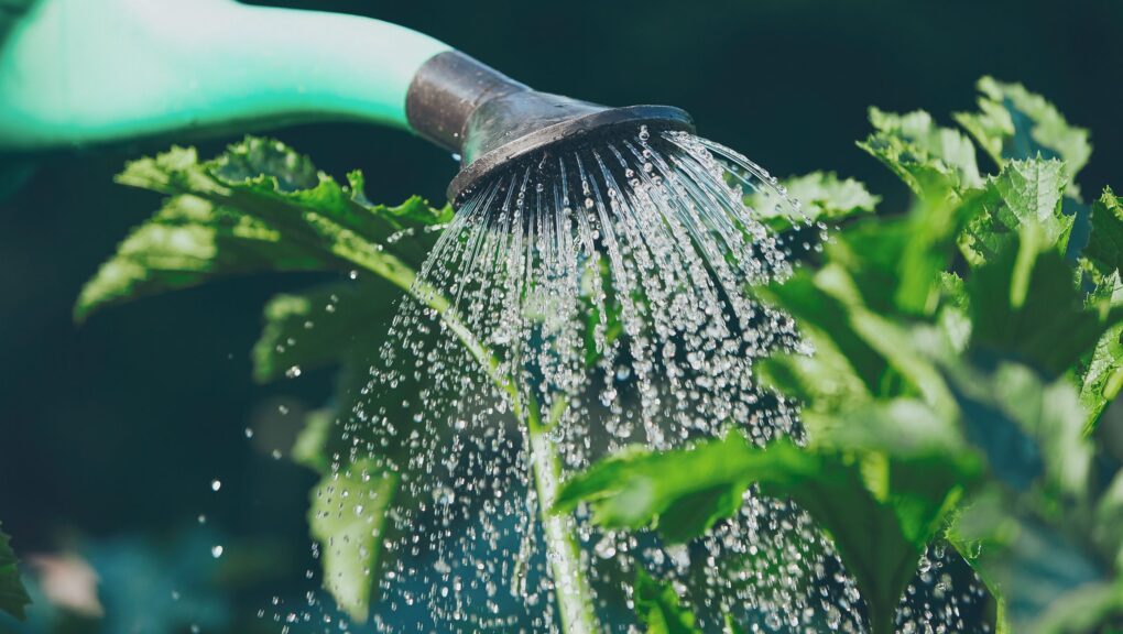 Eine grüne Giesskanne sprüht Wasser auf eine Pflanze.