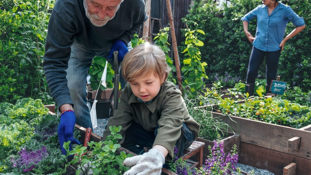 Ein älterer Mann und ein kleiner Junge pflanzen gemeinsam Gemüse in einem Garten.