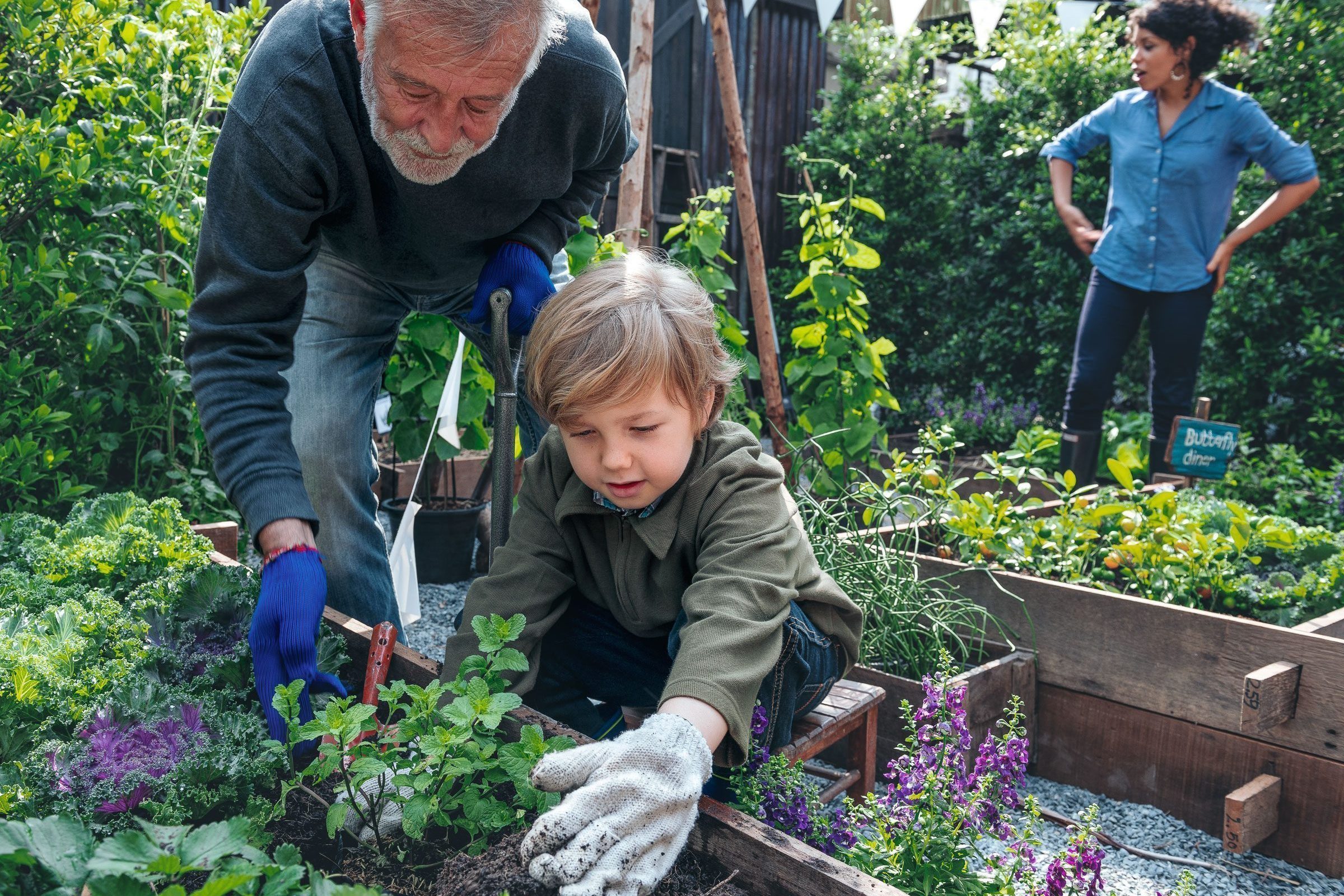 Ein älterer Mann und ein kleiner Junge pflanzen gemeinsam Gemüse in einem Garten.